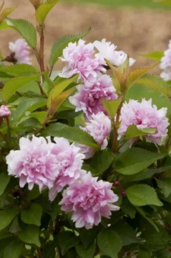 Outlet Leaf Echoes Store 3 Zuzu Flowering Cherry (Prunus Incisa 'Rinpo') - 3 Gallon Pot