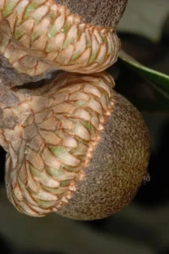 American Elm Tree (Ulmus Americana) - 1 Gallon Pot -Outlet Leaf Echoes Store quercus falcata southern red oak 1