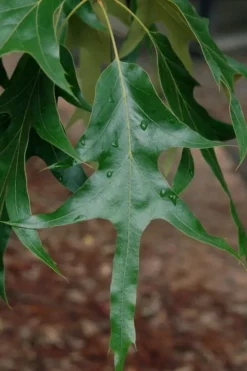 American Elm Tree (Ulmus Americana) - 1 Gallon Pot -Outlet Leaf Echoes Store quercus falcata southern red oak 2 1