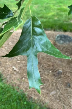 American Elm Tree (Ulmus Americana) - 1 Gallon Pot -Outlet Leaf Echoes Store quercus falcata southern red oak 3