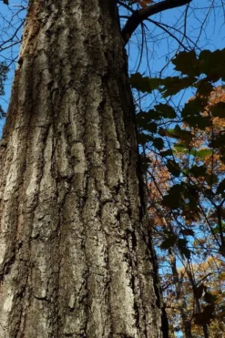 American Elm Tree (Ulmus Americana) - 1 Gallon Pot -Outlet Leaf Echoes Store quercus falcata southern red oak 4