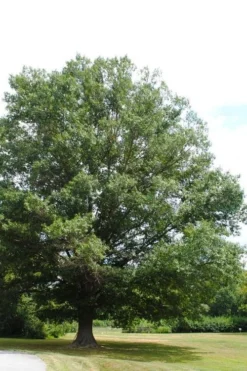 American Elm Tree (Ulmus Americana) - 1 Gallon Pot -Outlet Leaf Echoes Store quercus falcata southern red oak 5
