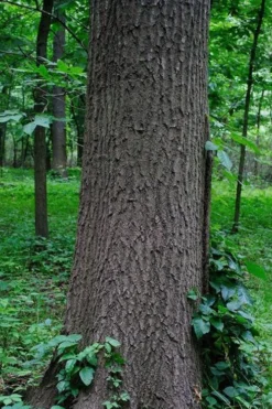 American Elm Tree (Ulmus Americana) - 1 Gallon Pot -Outlet Leaf Echoes Store quercus falcata southern red oak 6