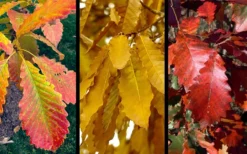 Chinkapin Oak Tree (Quercus Muehlenbergii) - 3 Gallon Pot -Outlet Leaf Echoes Store quercus muehlenbergii chinkapin oak tree 10