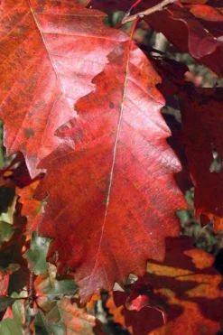 Chinkapin Oak Tree (Quercus Muehlenbergii) - 3 Gallon Pot -Outlet Leaf Echoes Store quercus muehlenbergii chinkapin oak tree 2