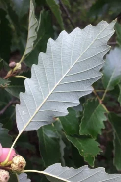Chinkapin Oak Tree (Quercus Muehlenbergii) - 3 Gallon Pot -Outlet Leaf Echoes Store quercus muehlenbergii chinkapin oak tree 6