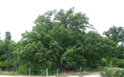 Chinkapin Oak Tree (Quercus Muehlenbergii) - 3 Gallon Pot -Outlet Leaf Echoes Store quercus muehlenbergii chinkapin oak tree 9