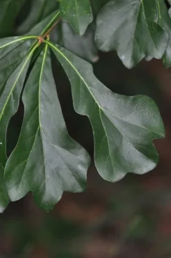 Water Oak Tree (Quercus Nigra) - 1 Gallon Pot