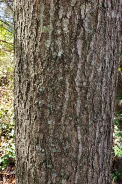 Water Oak Tree (Quercus Nigra) - 1 Gallon Pot -Outlet Leaf Echoes Store quercus nigra water oak tree 3