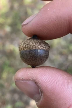 Water Oak Tree (Quercus Nigra) - 1 Gallon Pot -Outlet Leaf Echoes Store quercus nigra water oak tree 4