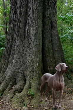 Cherrybark Oak Tree (Quercus Pagoda) - 3 Gallon Pot -Outlet Leaf Echoes Store quercus pagoda cherrybark oak 5