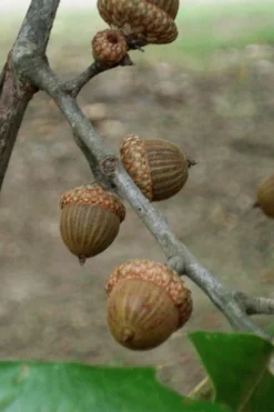 Cherrybark Oak Tree (Quercus Pagoda) - 3 Gallon Pot -Outlet Leaf Echoes Store quercus pagoda cherrybark oak 7