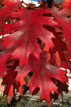 Northern Red Oak Tree (Quercus Rubra) - 1 Gallon Pot -Outlet Leaf Echoes Store quercus rubra northern red oak tree 3 1
