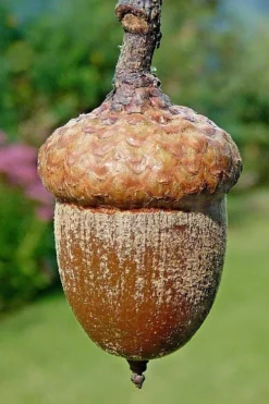 Northern Red Oak Tree (Quercus Rubra) - 1 Gallon Pot -Outlet Leaf Echoes Store quercus rubra northern red oak tree 4 1