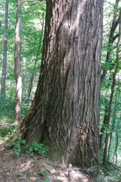 Northern Red Oak Tree (Quercus Rubra) - 3 Gallon Pot 14 Northern Red Oak Tree (Quercus Rubra) - 3 Gallon Pot -Outlet Leaf Echoes Store quercus rubra northern red oak tree 5