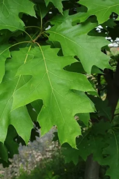 Northern Red Oak Tree (Quercus Rubra) - 3 Gallon Pot 15 Northern Red Oak Tree (Quercus Rubra) - 3 Gallon Pot -Outlet Leaf Echoes Store quercus rubra northern red oak tree 6