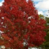 Shumard Red Oak Tree (Quercus Shumardii) - 1 Gallon Pot