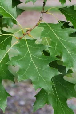 Shumard Red Oak Tree (Quercus Shumardii) - 1 Gallon Pot -Outlet Leaf Echoes Store quercus shumardii shumard red oak 2