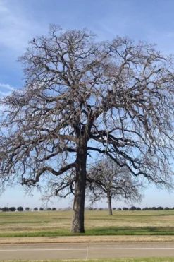Post Oak Tree (Quercus Palustris) - 3 Pack Of 1.5 Quart Pots -Outlet Leaf Echoes Store quercus stellata post oak tree 2
