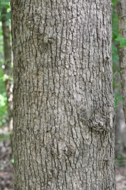 Post Oak Tree (Quercus Palustris) - 3 Pack Of 1.5 Quart Pots -Outlet Leaf Echoes Store quercus stellata post oak tree 4