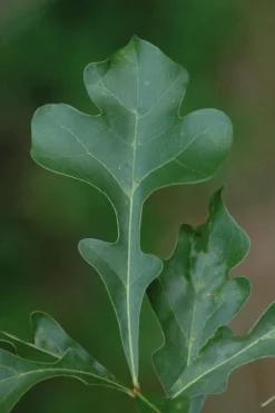Post Oak Tree (Quercus Palustris) - 3 Pack Of 1.5 Quart Pots -Outlet Leaf Echoes Store quercus stellata post oak tree 5