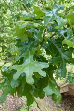 Post Oak Tree (Quercus Palustris) - 3 Pack Of 1.5 Quart Pots -Outlet Leaf Echoes Store quercus stellata post oak tree 7