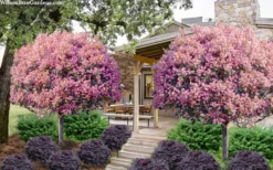 Rosalinda Indian Hawthorn Single Trunk Tree - 7 Gallon Pot (6-7') 8 Rosalinda Indian Hawthorn Single Trunk Tree - 7 Gallon Pot (6-7') -Outlet Leaf Echoes Store rhaphiolepis rosalind majestic beauty indian hawthorn tree 8