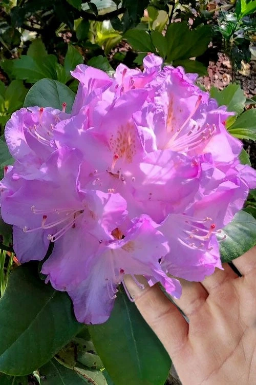 Minnetonka Rhododendron - 1 Gallon Pot 1 Minnetonka Rhododendron - 1 Gallon Pot