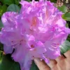 Minnetonka Rhododendron - 2 Gallon Pot
