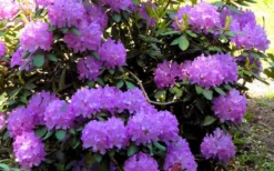 Minnetonka Rhododendron - 2 Gallon Pot -Outlet Leaf Echoes Store rhododendron minnetonka 6