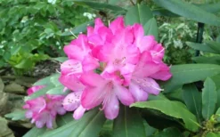Southgate 'Radiance' Rhododendron - 2 Gallon Pot -Outlet Leaf Echoes Store rhododendron southgate radiance