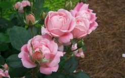 The Georgia Peach Shrub Rose - 1 Gallon Pot -Outlet Leaf Echoes Store rose georgia peach shrub 2