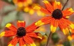 Prairie Glow Brown Eyed Susan (Rudbeckia Triloba) - 6 Pack Of 1 Gallon Pots -Outlet Leaf Echoes Store rudbeckia triloba prairie glow brown eyed susan 3