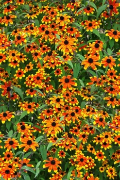 Prairie Glow Brown Eyed Susan (Rudbeckia Triloba) - 6 Pack Of 1 Gallon Pots -Outlet Leaf Echoes Store rudbeckia triloba prairie glow brown eyed susan 5