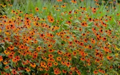 Prairie Glow Brown Eyed Susan (Rudbeckia Triloba) - 6 Pack Of 1 Gallon Pots -Outlet Leaf Echoes Store rudbeckia triloba prairie glow brown eyed susan 6