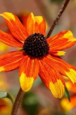 Prairie Glow Brown Eyed Susan (Rudbeckia Triloba) - 1 Gallon Pot