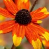 Prairie Glow Brown Eyed Susan (Rudbeckia Triloba) - 6 Pack Of 1 Gallon Pots
