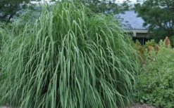 Ravenna Hardy Pampas Grass - 1 Gallon Pot -Outlet Leaf Echoes Store sacccharum ravennae hardy pampas grass 4