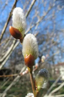 American Pussy Willow (Salix Discolor) - 3 Gallon Pot -Outlet Leaf Echoes Store salix bicolor pussy willow 10