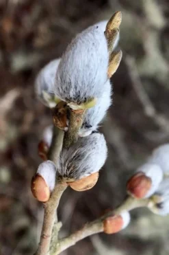 American Pussy Willow (Salix Discolor) - 3 Gallon Pot -Outlet Leaf Echoes Store salix discolor american pussy willow 3