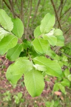 American Pussy Willow (Salix Discolor) - 3 Gallon Pot -Outlet Leaf Echoes Store salix discolor pussy willow 11