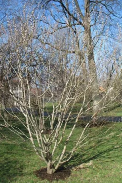 American Pussy Willow (Salix Discolor) - 3 Gallon Pot -Outlet Leaf Echoes Store salix discolor pussy willow 12