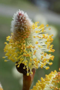 American Pussy Willow (Salix Discolor) - 3 Gallon Pot -Outlet Leaf Echoes Store salix discolor pussy willow 7