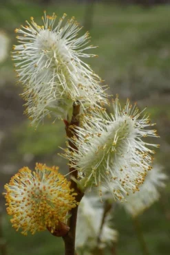 American Pussy Willow (Salix Discolor) - 3 Gallon Pot -Outlet Leaf Echoes Store salix discolor pussy willow 8