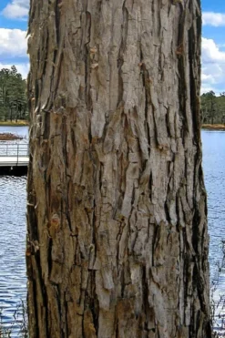 Black Willow Tree (Salix Nigra) - 3 Pack Of 1.5 Quart Pots -Outlet Leaf Echoes Store salix nigra black willow tree 4