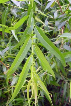 Black Willow Tree (Salix Nigra) - 3 Pack Of 1.5 Quart Pots -Outlet Leaf Echoes Store salix nigra black willow tree 5