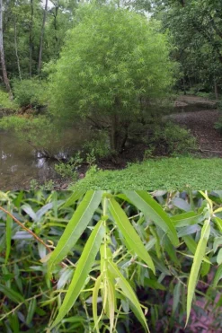 Black Willow Tree (Salix Nigra) - 3 Pack Of 1.5 Quart Pots -Outlet Leaf Echoes Store salix nigra black willow tree 7