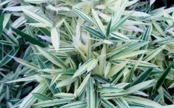 Albostriata Variegated Bamboo (Sam Bamboo) - Sasaella Masamuneana Albostriata - 1 Gallon Pot -Outlet Leaf Echoes Store sam variegated bamboo