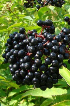 American Elderberry (Sambucus Nigra Canadensis) - 1 Gallon Pot -Outlet Leaf Echoes Store sambucus nigra canadensis common elderberry 4