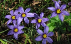 Moody Blues Blue-Eyed Grass (Sisyrinchium) - 1 Gallon Pot -Outlet Leaf Echoes Store sisyrinchium idahoense macounii moody blues blue eyed grass 4